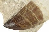 Fossil Rooted Mosasaur (Prognathodon) Tooth In Rock- Morocco #192511-1